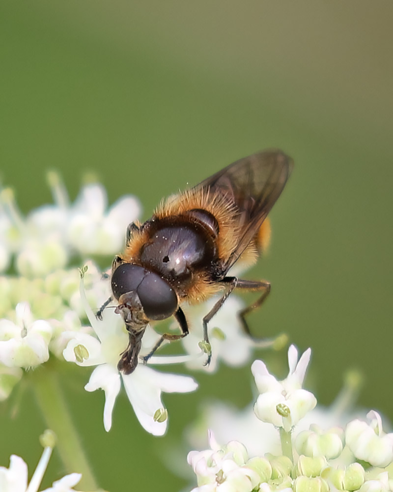 Bumblebee blacklet
